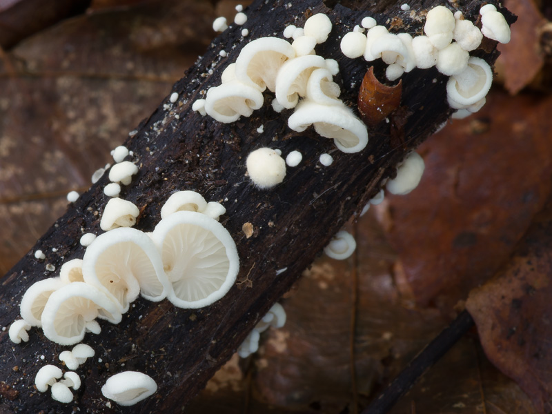 Crepidotus luteolus